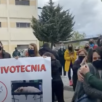 ¡Los animales que están Vivotecnia van a salir del laboratorio!