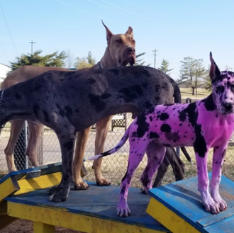 Algo va mal cuando.... una persona piensa que es necesario …