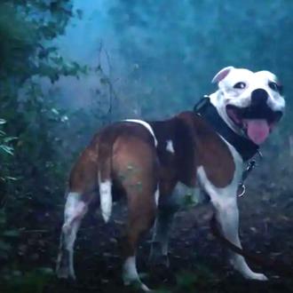 Un paseo con perro con un final inesperado: certera campaña …