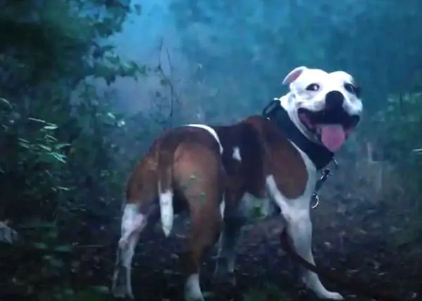 Un paseo con perro con un final inesperado: certera campaña contra el abandono animal