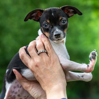 Una cachorra que nació con las patas 