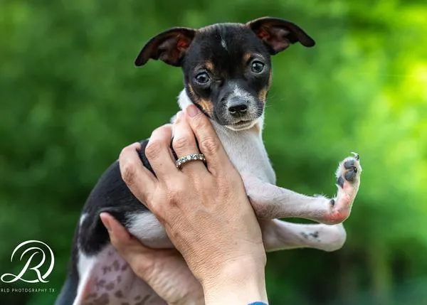 Una cachorra que nació con las patas 