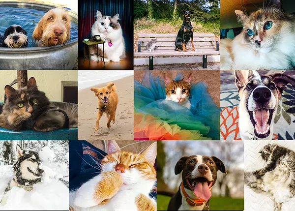 Los humanos perrunos tienen más amigos y son más románticos que los gatunos, dice Facebook