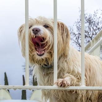 ¿De verdad es un error gravísimo saludar a tu perro …