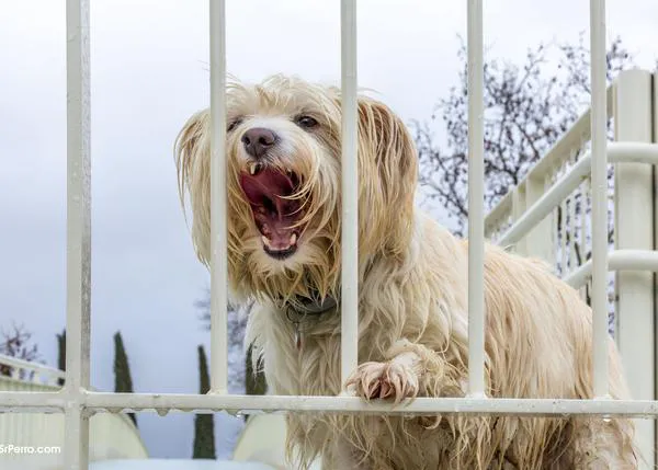 ¿De verdad es un error gravísimo saludar a tu perro cuando vuelves a casa?