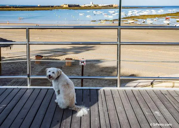 Miles de personas se han unido para conseguir que los perros puedan ir a la playa en Cádiz