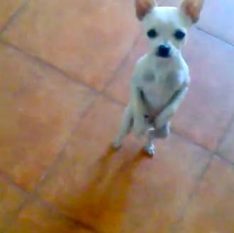 El chihuahua bailón: El Willy