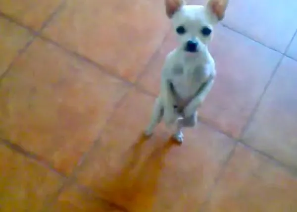 El chihuahua bailón: El Willy