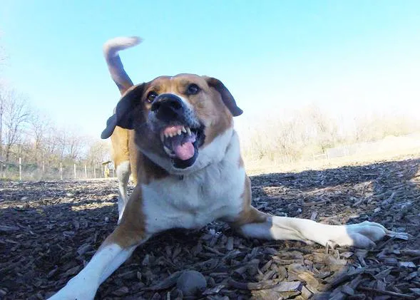 La perra fotógrafa con más arte: Tula y su GoPro captan la felicidad canina