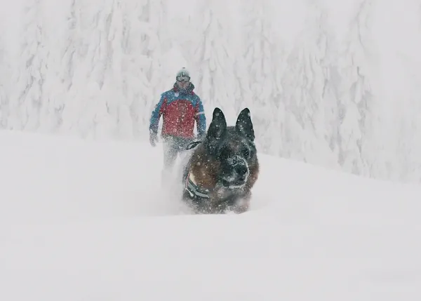 El espectáculo de ver trabajar a los perros de rescate y a sus guías humanos en la nieve