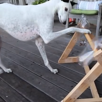 Una galga y un galgo se enfrentan a un dilema …
