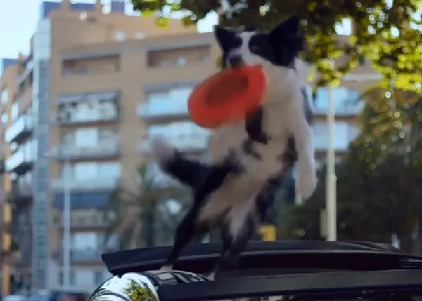 La feliz ladrona de frisbees: Opel también apuesta por los canes en la publicidad