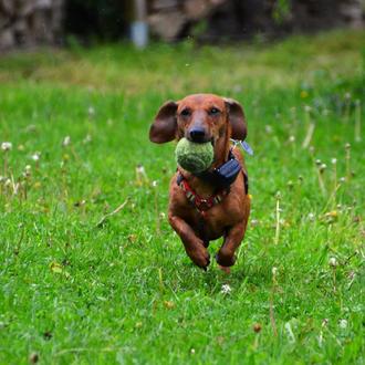 Planazo perruno solidario en mayo: una comida en el campo …