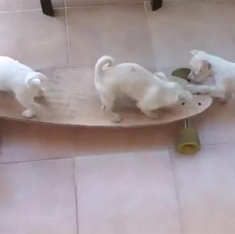 Píldoras perrunas para alegrar el día: unos cachorros aprenden a …