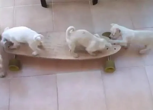 Píldoras perrunas para alegrar el día: unos cachorros aprenden a patinar