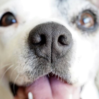 El don más preciado: el cariño que perros y gatos …