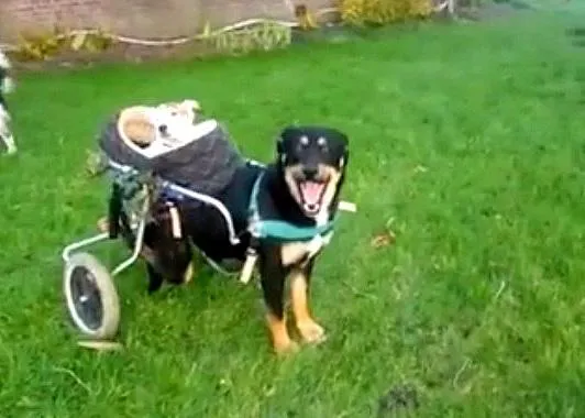 BFFs caninas: una perra en silla de ruedas pasea a su amiga, ciega y sorda