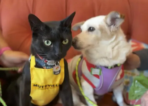 ¿De profesión? Gato testeador de perros en una protectora, una labor realmente útil