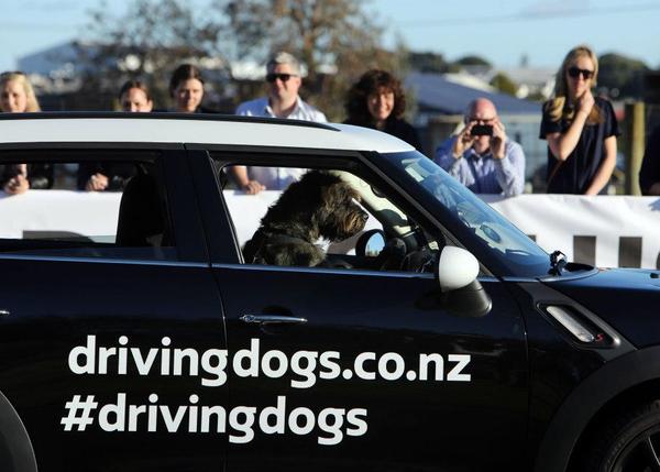 Perros conduciendo un MINI: Monty y Porter en acción por una buena causa