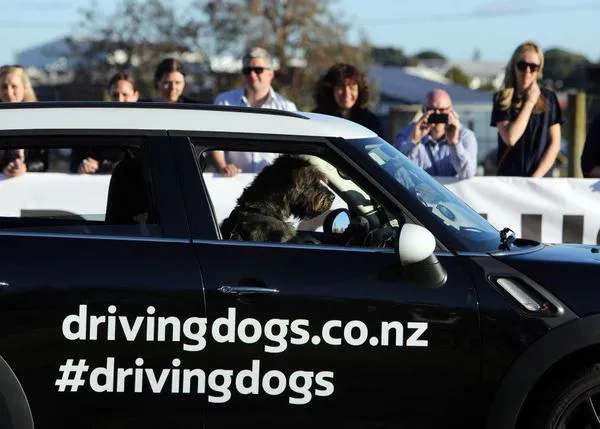 Perros conduciendo un MINI: Monty y Porter en acción por una buena causa