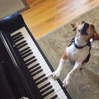 Buddy Mercury, el talentoso mestizo de Beagle que aúlla y …