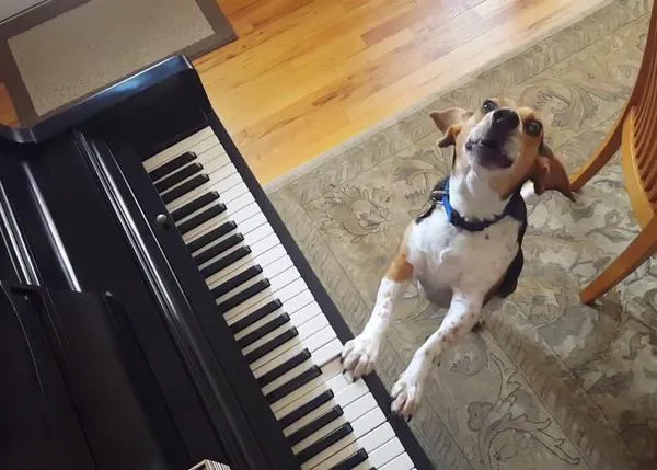 Buddy Mercury, el talentoso mestizo de Beagle que aúlla y toca el piano para fomentar la adopción
