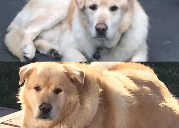 Un perro que casi fue sacrificado por ser extremadamente obeso encuentra una familia y adelgaza ¡45 kg!