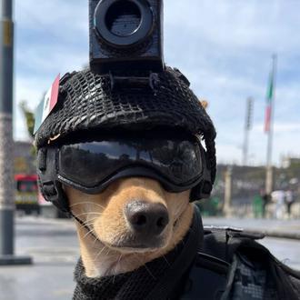Comando Chihuahua: así es el divino pequeño perro que forma …