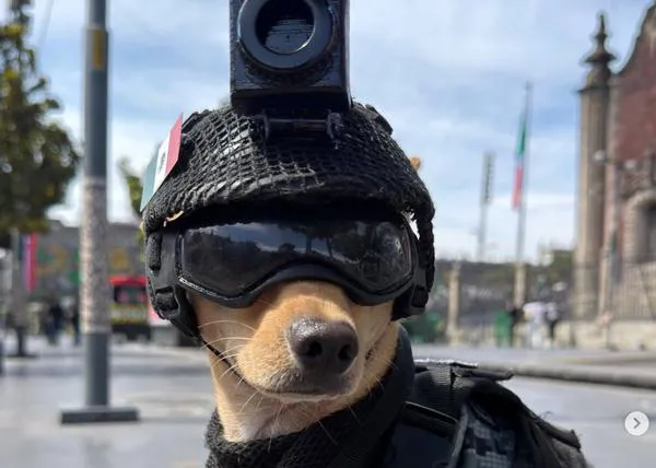 Comando Chihuahua: así es el divino pequeño perro que forma parte de la Guardia Nacional en México