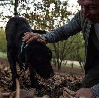 La Universidad perruna para buscadores de trufas blancas, 
