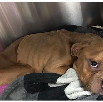 Un cachorrote abandonado en los huesos se convierte en un …