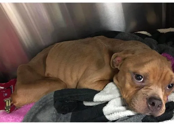 Un cachorrote abandonado en los huesos se convierte en un locuelo feliz que ayuda a otros perros