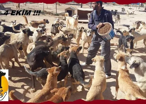 El refugio para los perros y gatos de la guerra de Siria: han ayudado a más de 300 animales