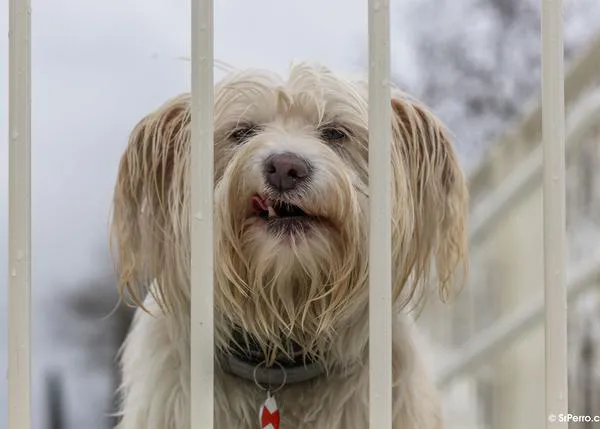 IA y emociones animales: cómo puede (y cómo no) ayudarnos la inteligencia artificial a entender a nuestros perros y gatos