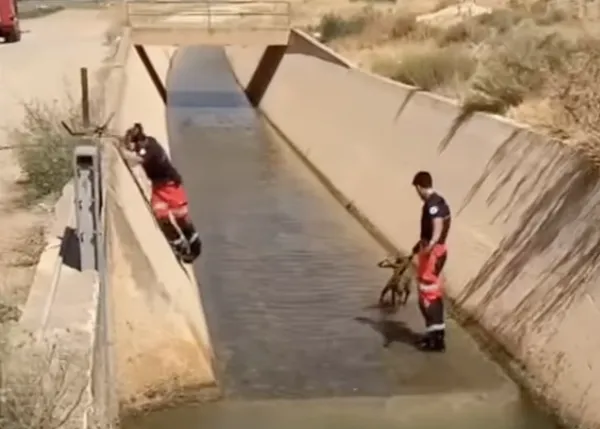Los bomberos salvan a una galga que estaba atrapada en una acequia (y no es el único rescate canino)