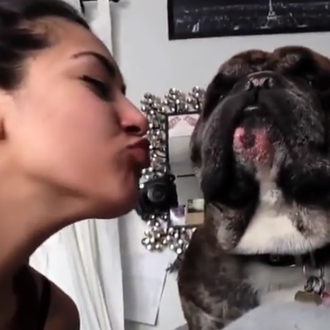 Perros -y gatos- que pasan de besos