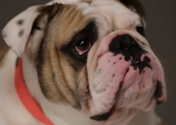 Mulberry Loves Dogs: un vídeo perruno muy fashion con muchos canes estilosos