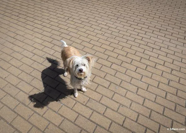 La RSPCA alerta del creciente peligro de apoyarse en la IA para cuidar de la salud de perros y gatos en vez de acudir al veterinario
