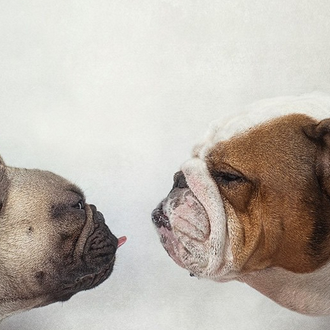 Bulldog (inglés) vs Bulldog (francés): los (fabulosos) retratos perrunos de …
