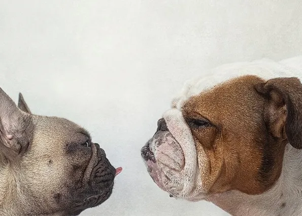 Bulldog (inglés) vs Bulldog (francés): los (fabulosos) retratos perrunos de Serena Hodson