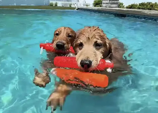 La felicidad de dos perros que esperan todo el año hasta que por fin sus humanos ¡vuelven a abrir su piscina!