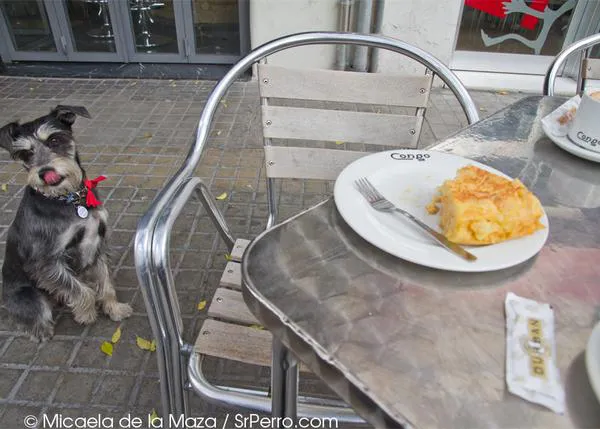 La ruta del pincho de tortilla... con perro