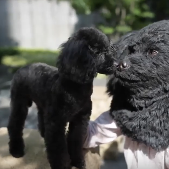 ¿Humanos que se parecen a sus perros? Ahora puedes encargarte …