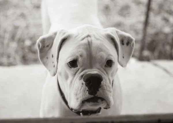 Ayer fue un día raro: la carta de despedida de un perro a su humano