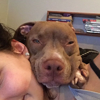 Los perros anti-cupido: esos canes felices de interrumpir los besos …