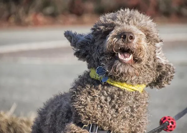 La mayoría de los perros urbanos muestran comportamientos problemáticos relacionados con la ansiedad
