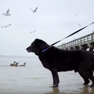 Rescatan a un perro que llevaba 15 años atado a …