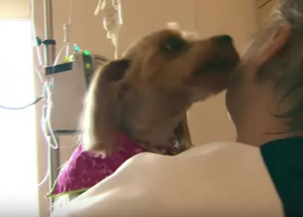 El vínculo entre perros y humanos es terapéutico: un hospital (maravilloso) lo reconoce