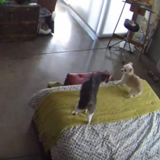 Dos métodos (muy) alternativos para tratar con perros que ladran …