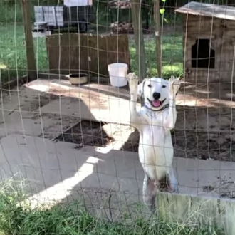 Un can que pasó media vida encerrado muestra, con todo …